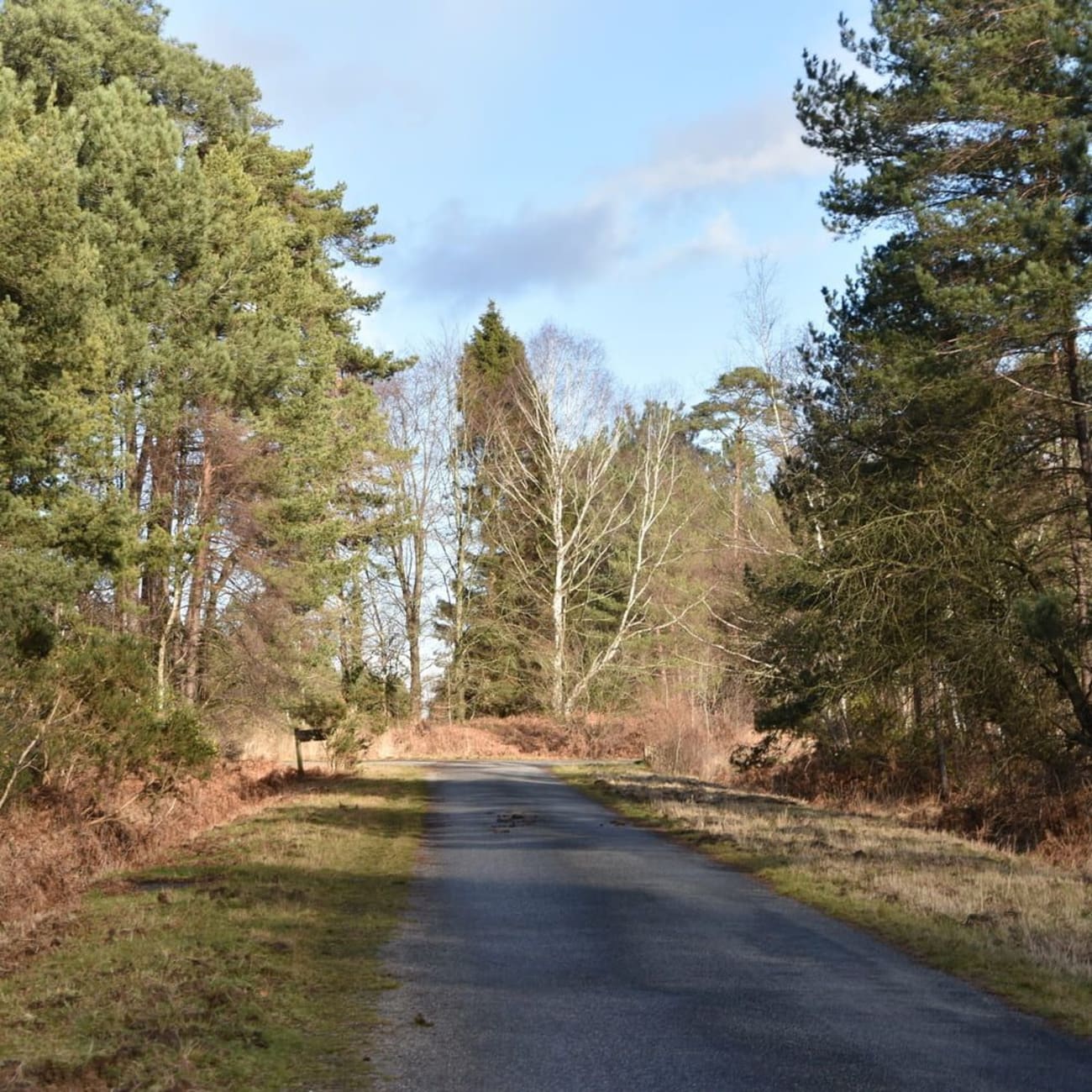 Balades Rennes : petite route au milieu de grands conifères