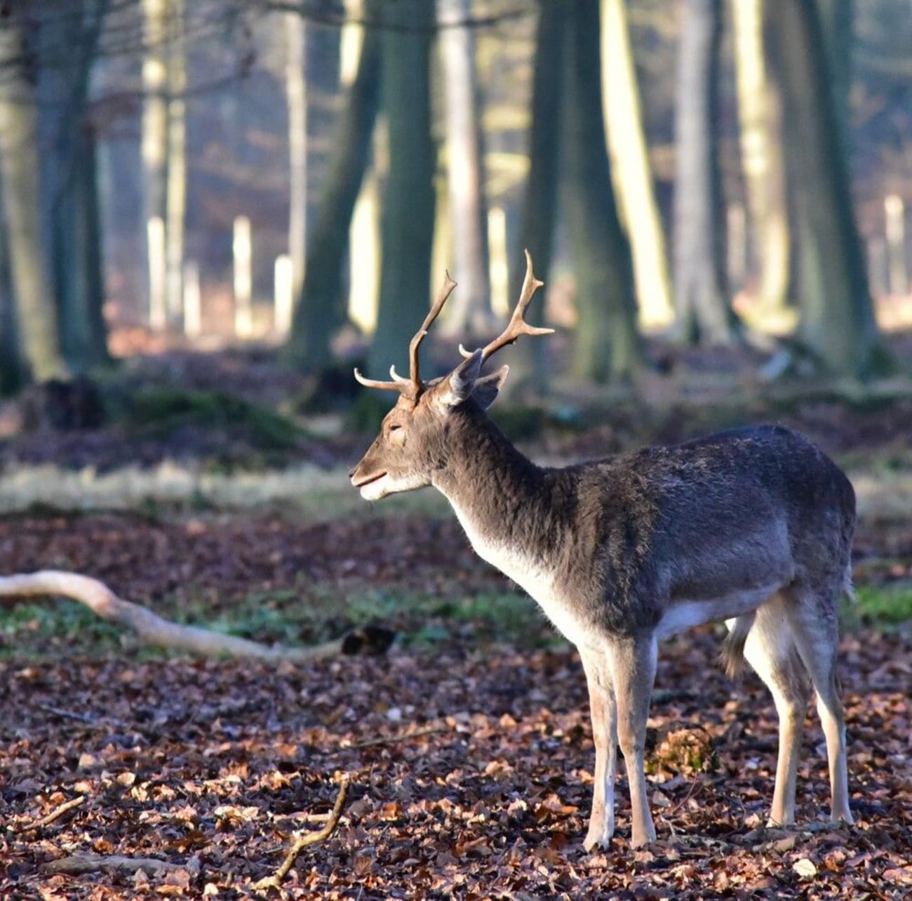 Photo d'un daim dans la forêt domaniale de Roumare à proximité de Rouen.