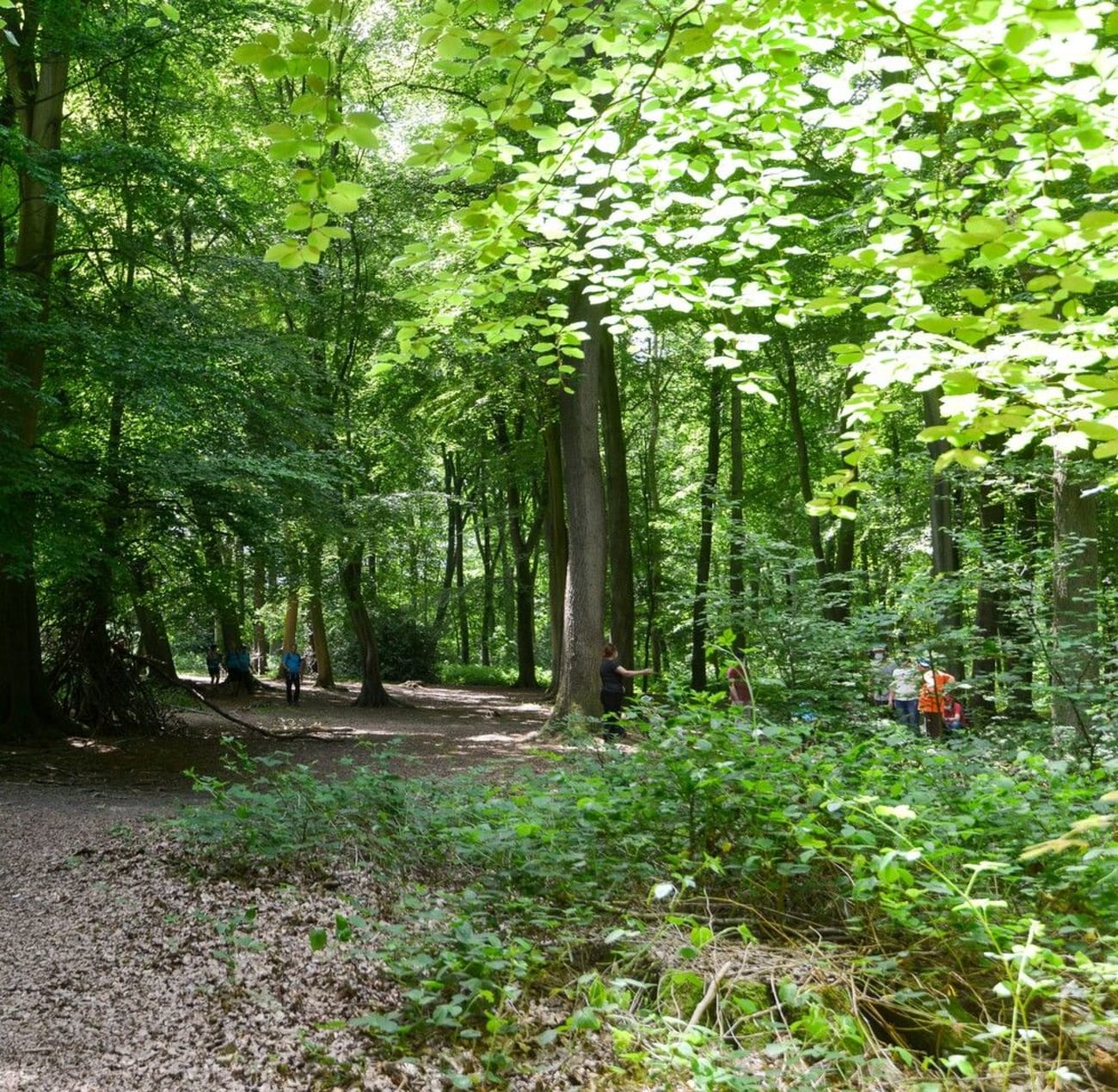 Randonnée dans la forêt Verte autour de Rouen.