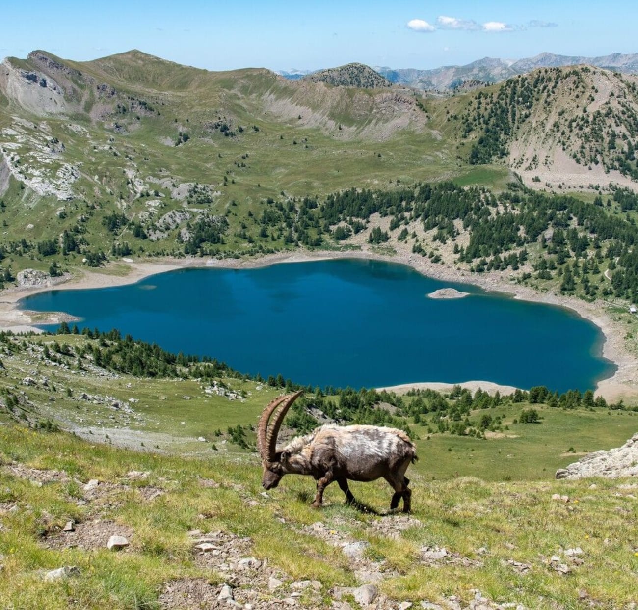 Photo d'un bouquetin devant le lac d'Allos dans le parc national du Mercantour.