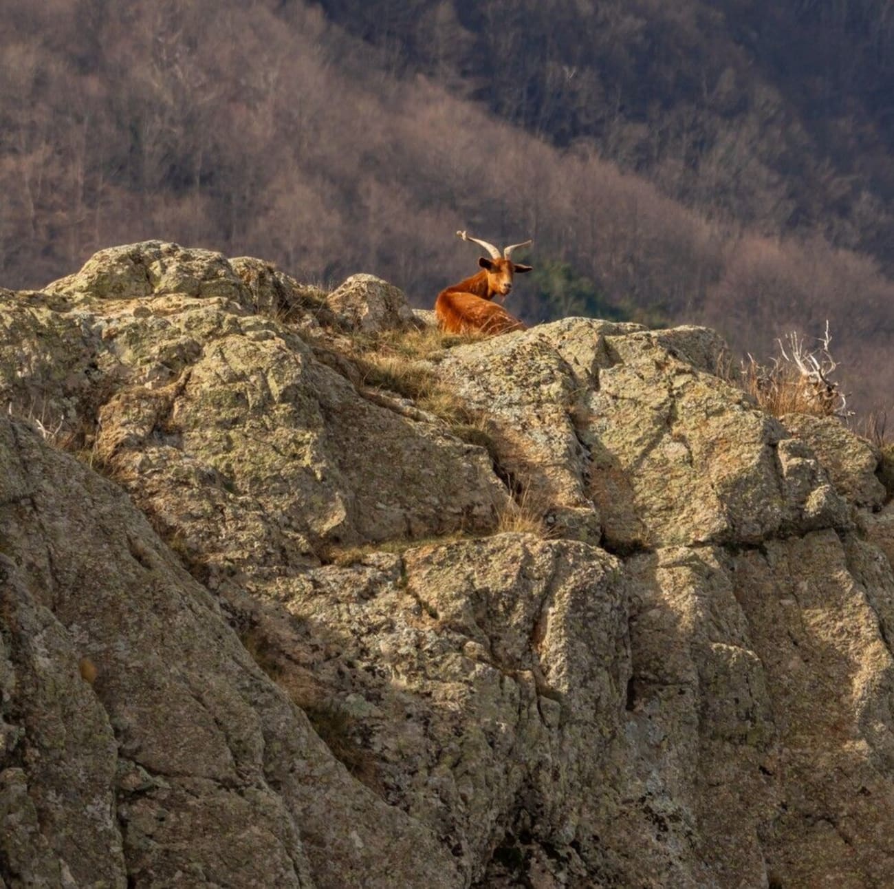 Randonnée Canigou : chamois à flanc de falaise dans le massif du Canigou.