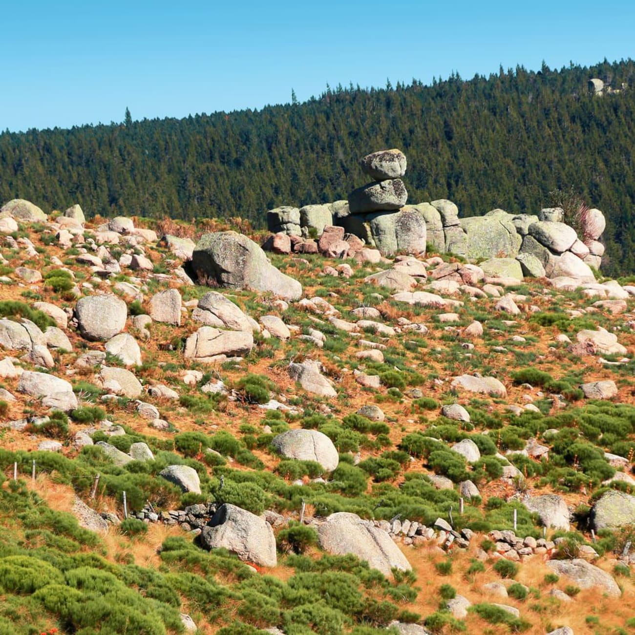 Randonnée mont Lozère : sol montagneux parsemé de blocs de pierre