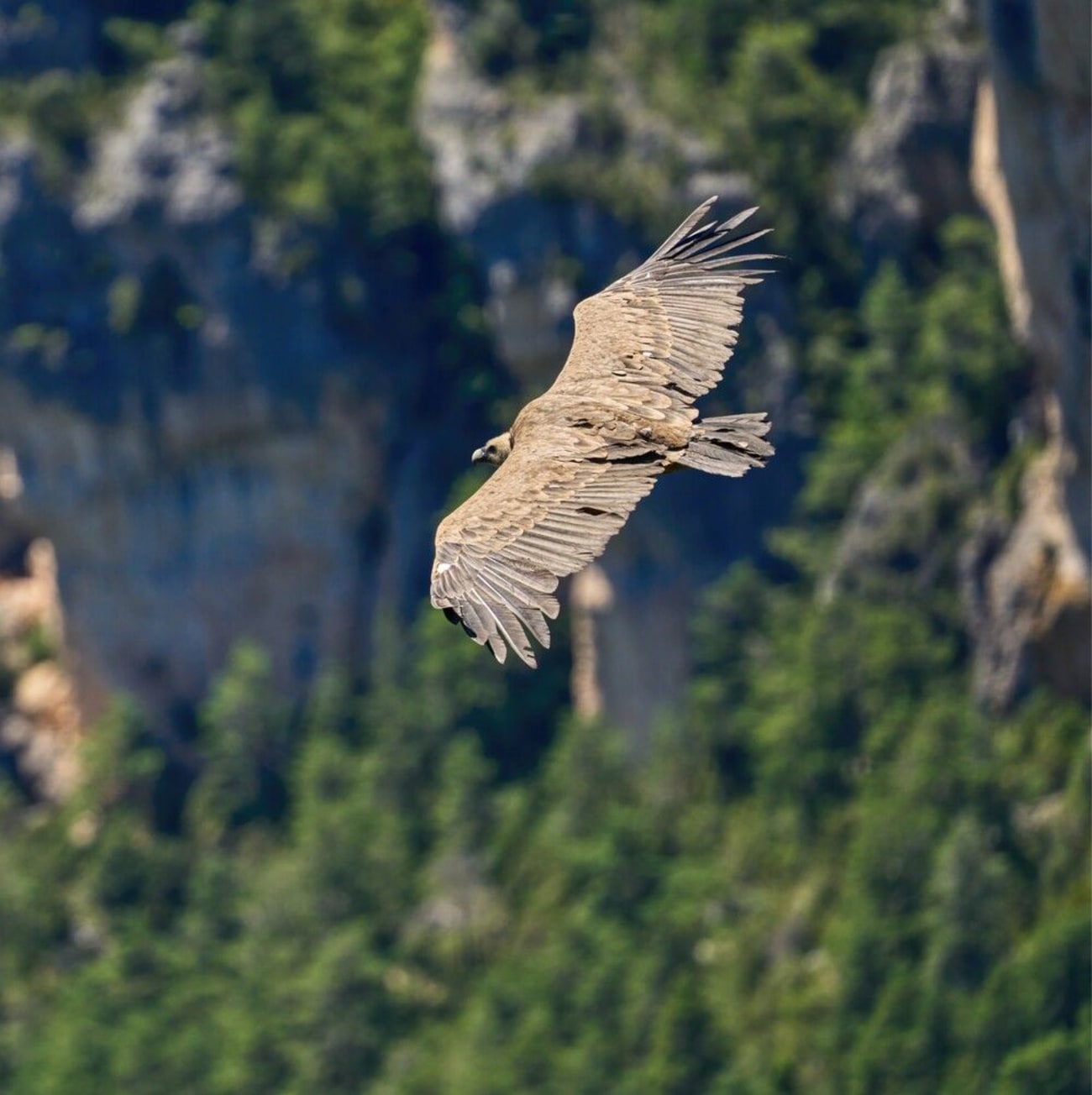 Photo d'un vautour planant sur les corniches des gorges du Tarn.