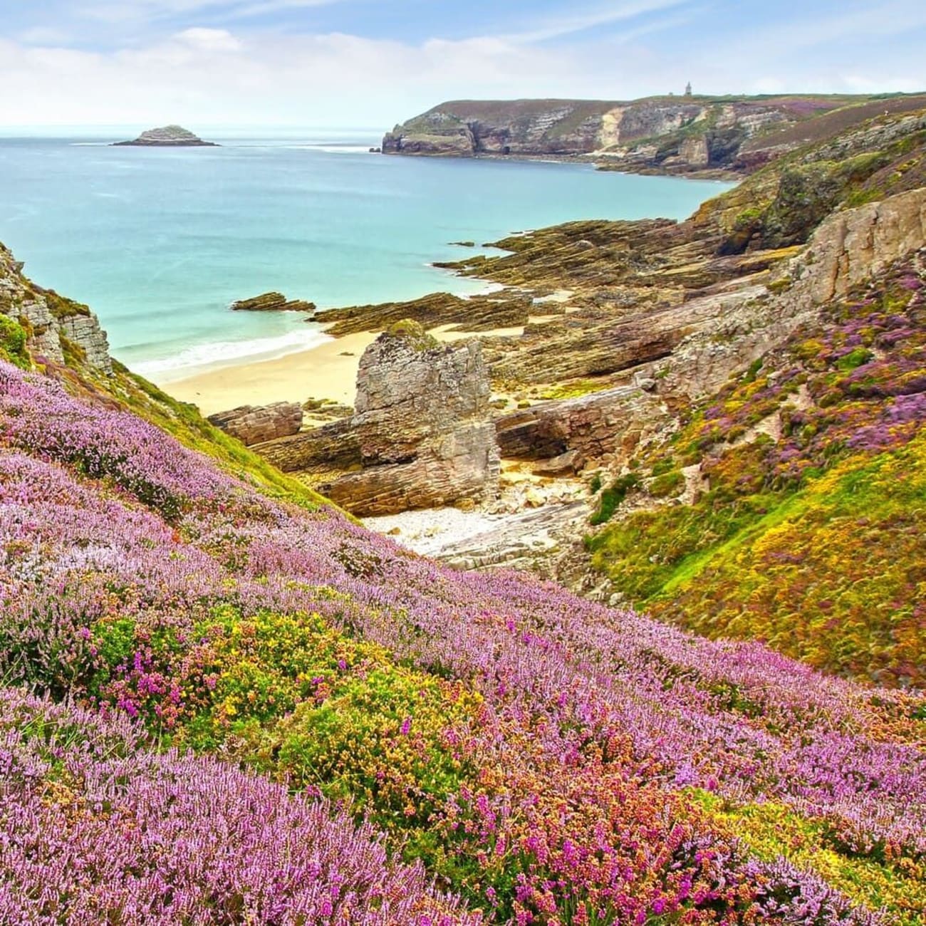 Randonnée cap Fréhel : bruyère sur les falaises avec le cap Fréhel en arrière plan