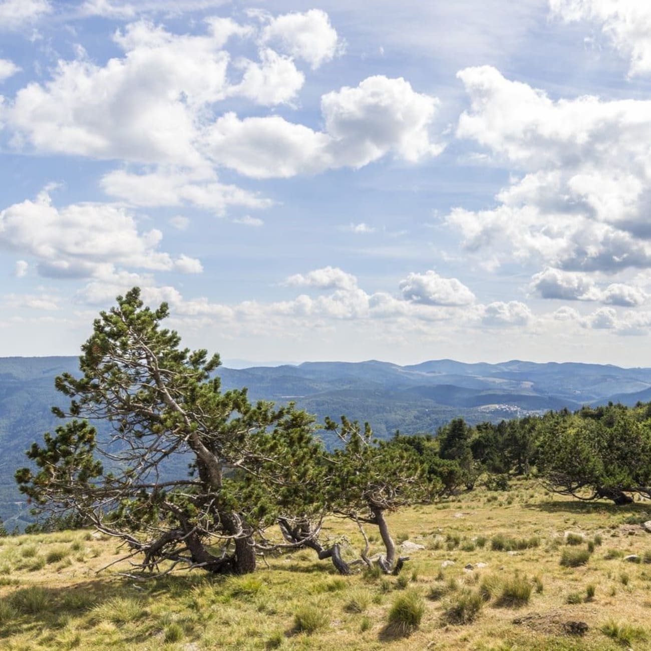 Randonnée mont Aigoual : vue panoramique sur les Cévennes depuis l'observatoire