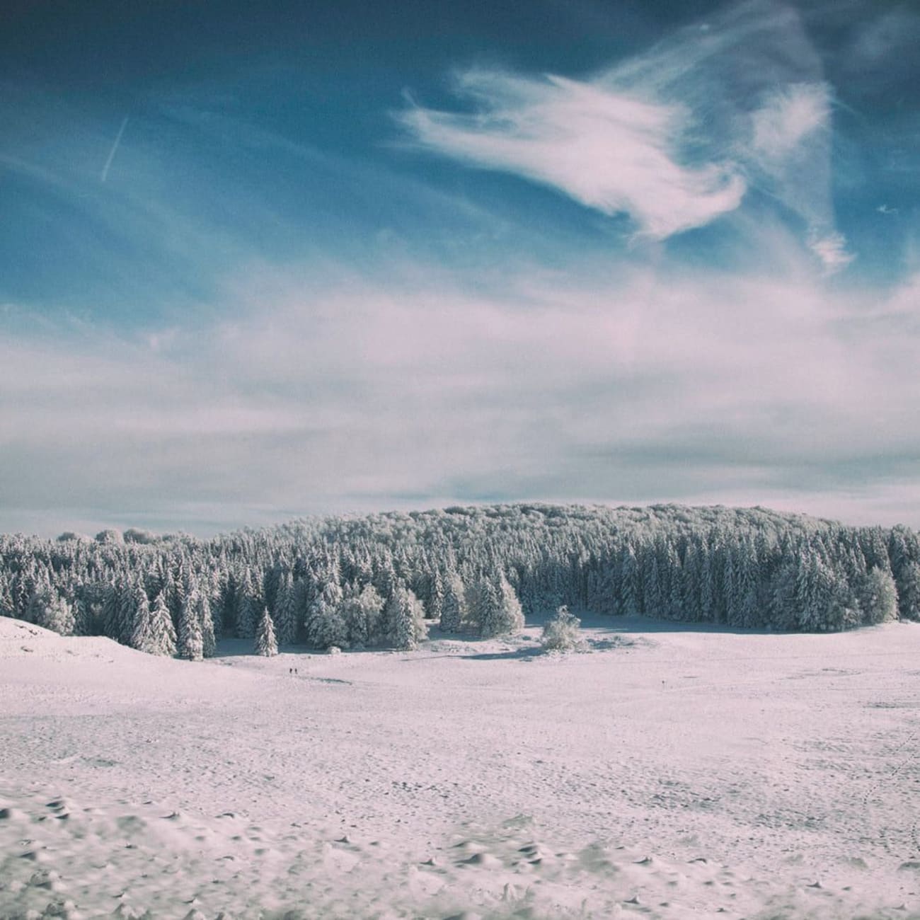 Randonnée raquettes Jura : étendue plate de neige et sapins enneigés