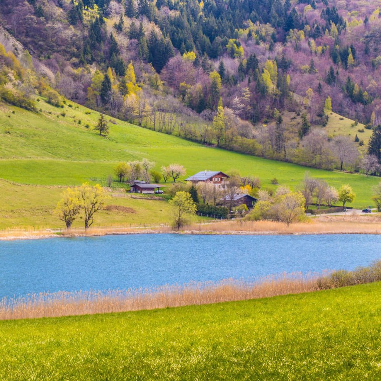 Randonnée lac de la Thuile : étendue d'eau entourée d'herbe verte, de chalets et d'arbres