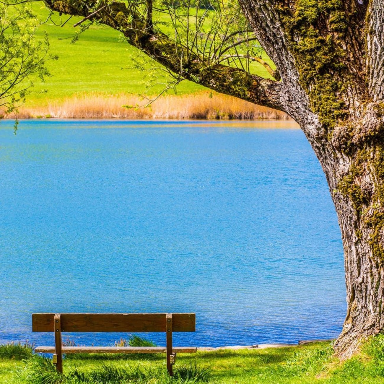 Randonnée lac de la Thuile : arbre et banc face à une étendue d'eau bleue
