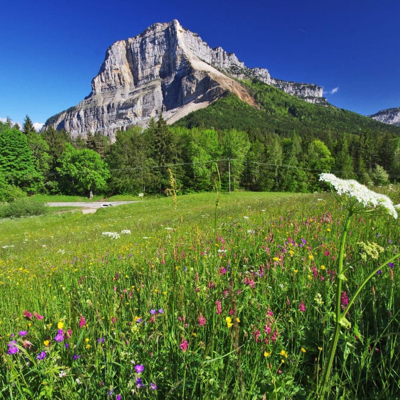 Randonnée mont Granier : étendue d'herbe et de fleurs au pied d'une montagne
