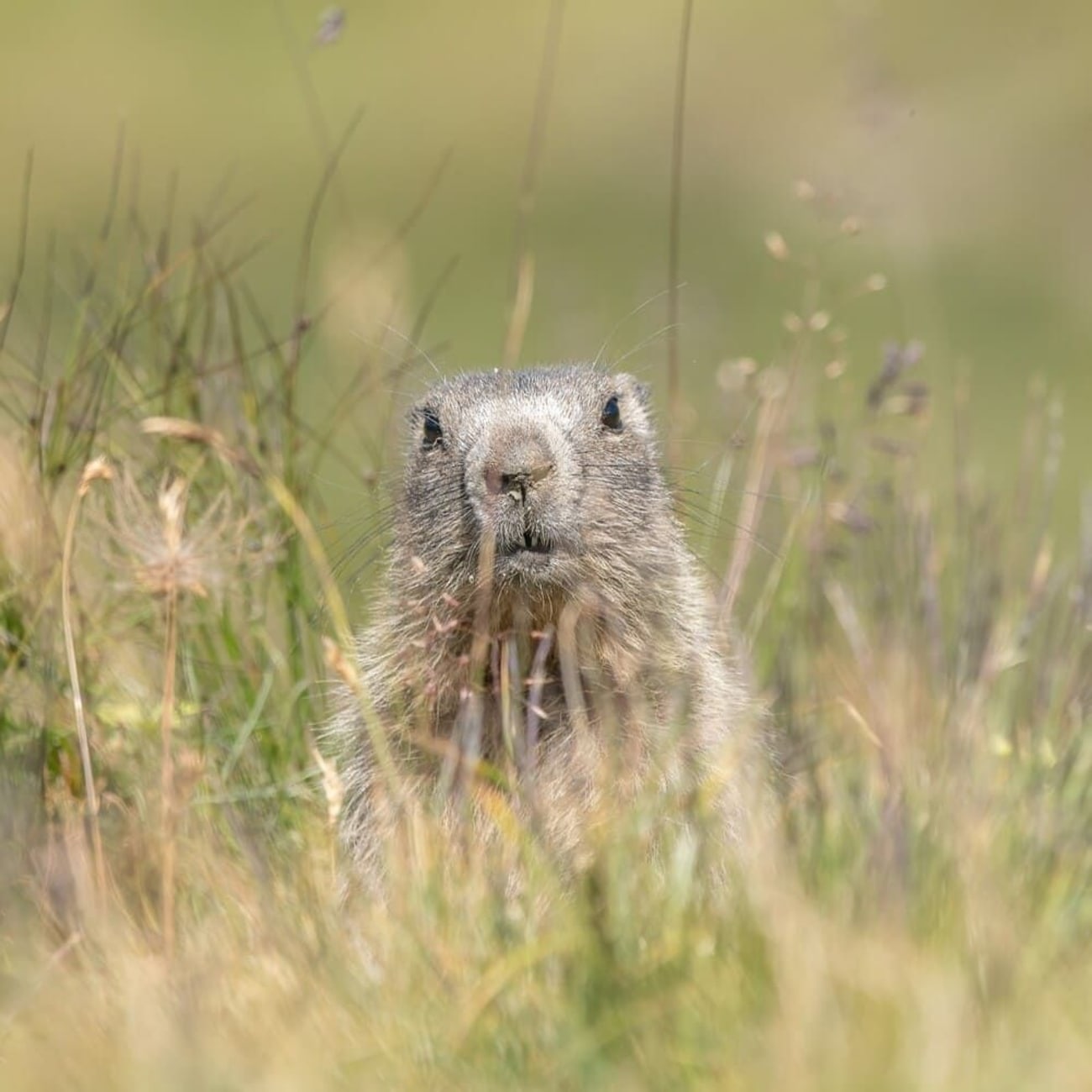 Randonnée marmottes dans les Alpes