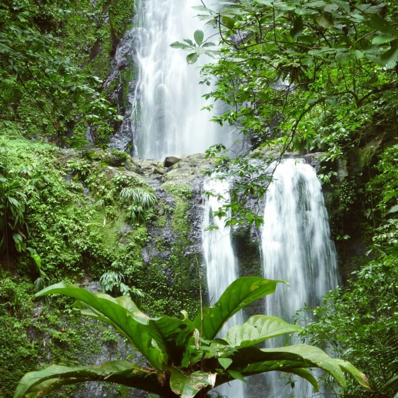 Randonnée chutes Moreau : zoom sur la cascade et les plantes tropicales des alentours