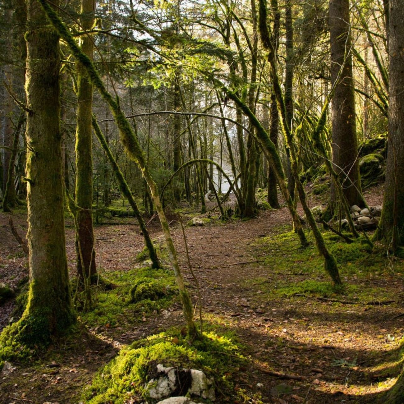 Randonnée cascade du Pissieu : sentier en forêt entouré d'arbres et de mousse verte
