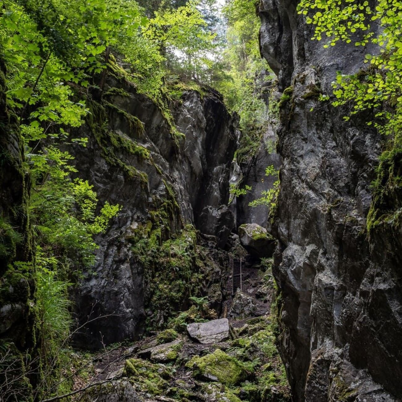 Randonnée gorges des Tines : végétation dans entre deux falaises