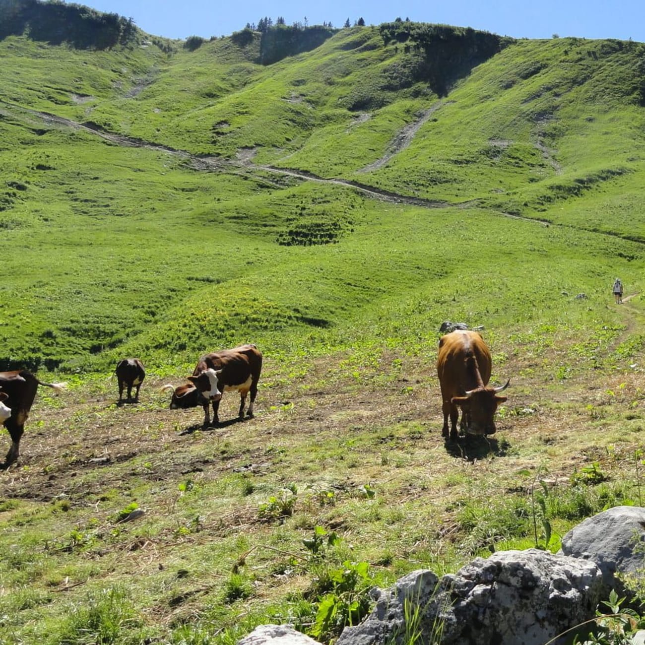 Randonnée lac d'Arvouin : vaches paissant dans l'herbe verte