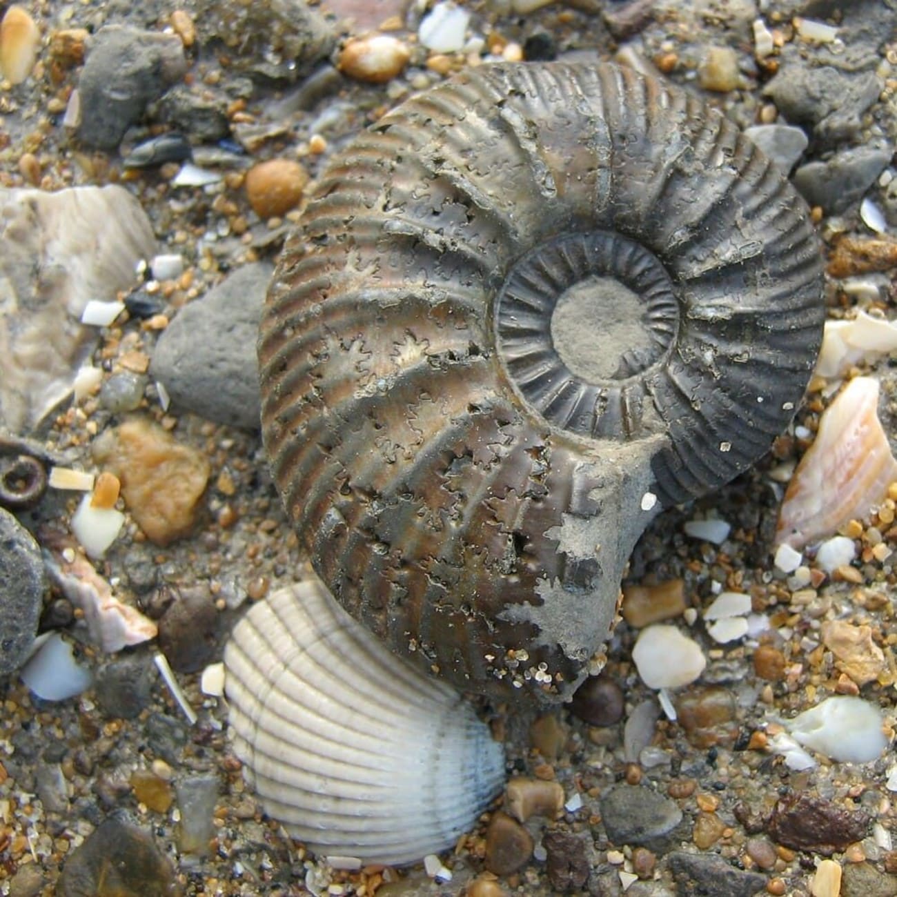 Fossile d'ammonite sur les plages des falaises des Vaches Noires