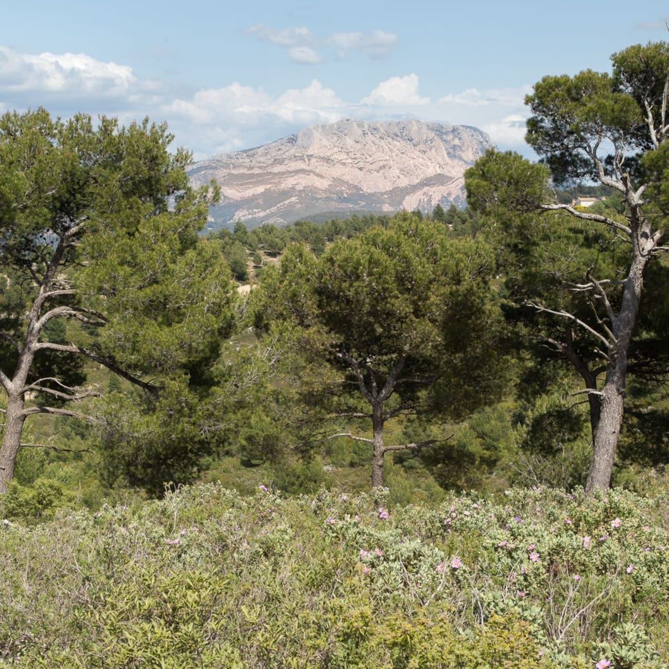 Randonnée Aix-en-Provence : herbes hautes et arbres verts avec montagne rocheuse en arrière-plan