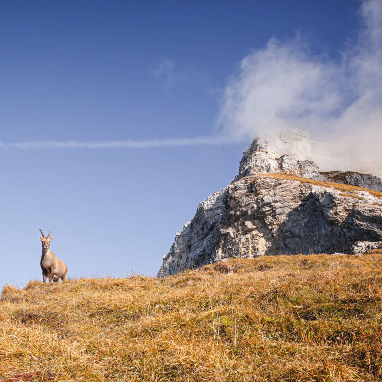 Randonnée Cornettes de Bise : bouquetin sur herbe au pied d'une montagne rocheuse