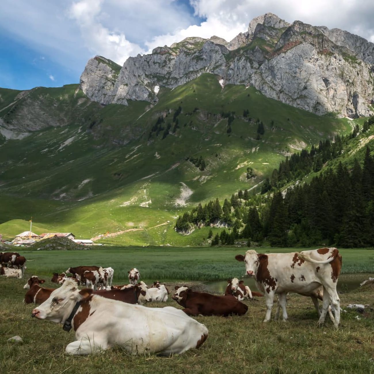 Randonnée Cornettes de Bise : vaches marron et blanches au pied d'une montagne