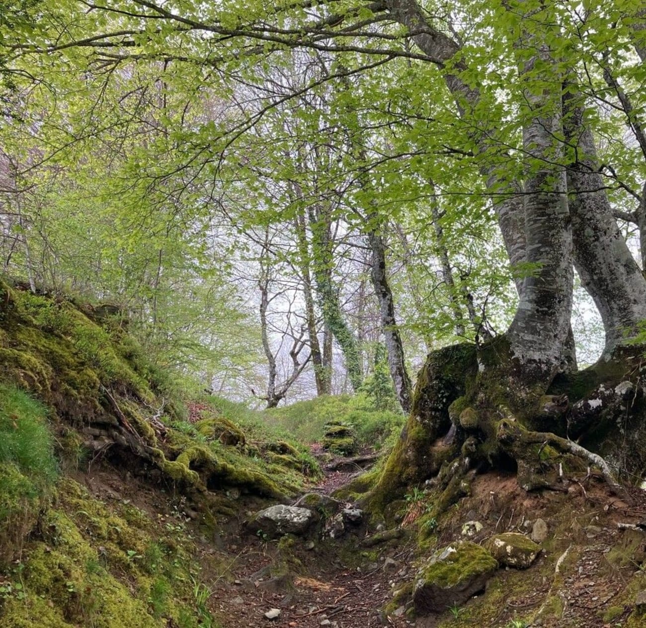 Passage en forêt à proximité de la cascade de Séris dans la vallée d'Ossau.