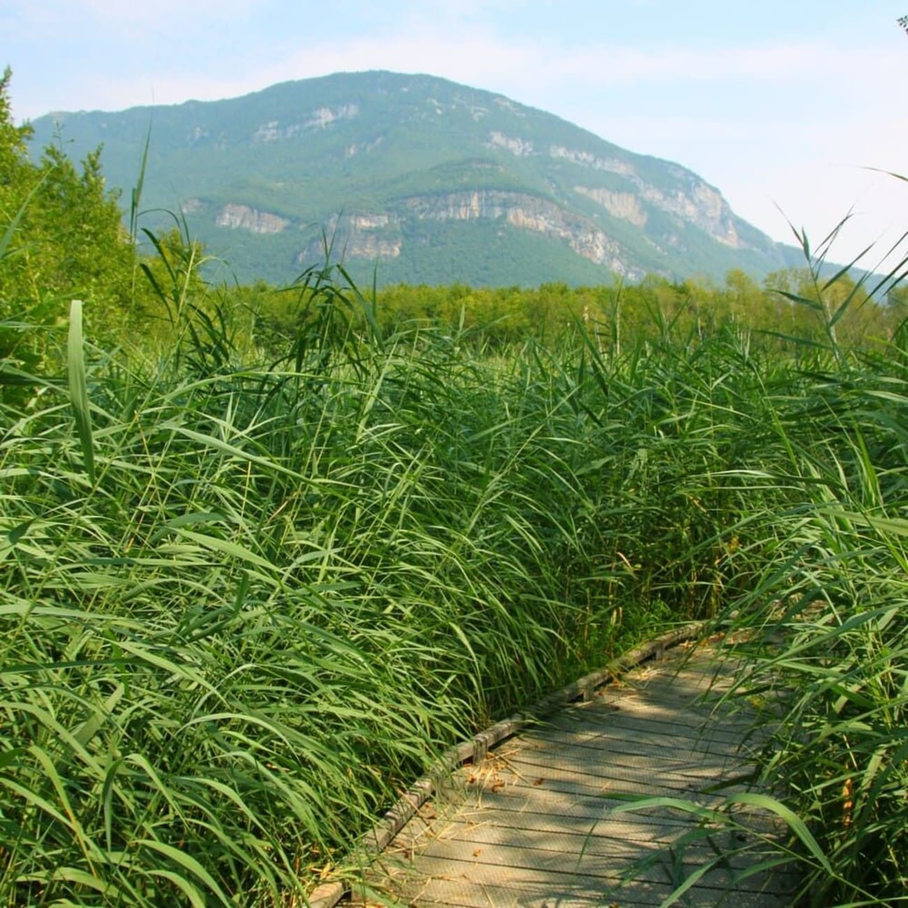 Vue sur le chemin sur pilotis du marais de Lavours avec la montagne en arrière plan