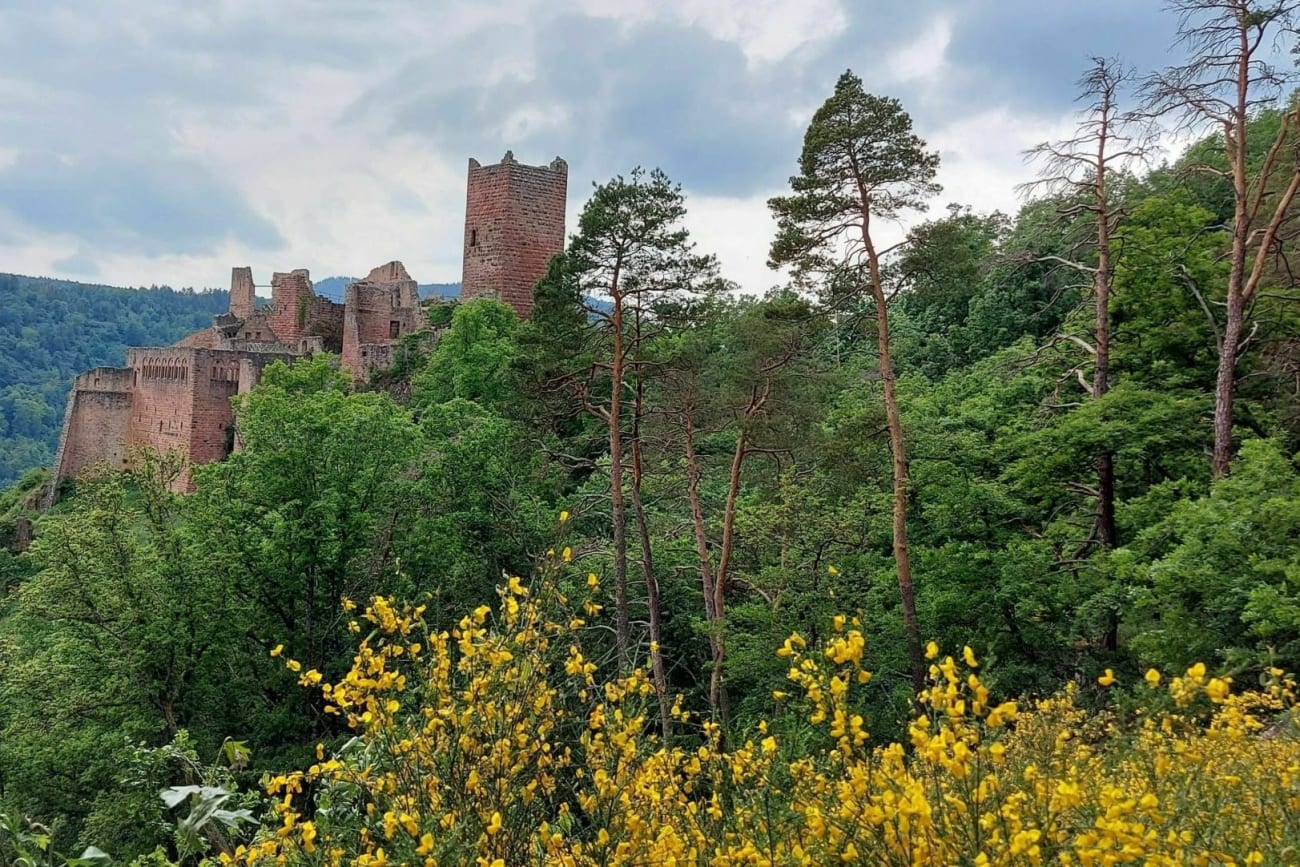 Vue sur un château en randonnée autour de Ribeauvillé