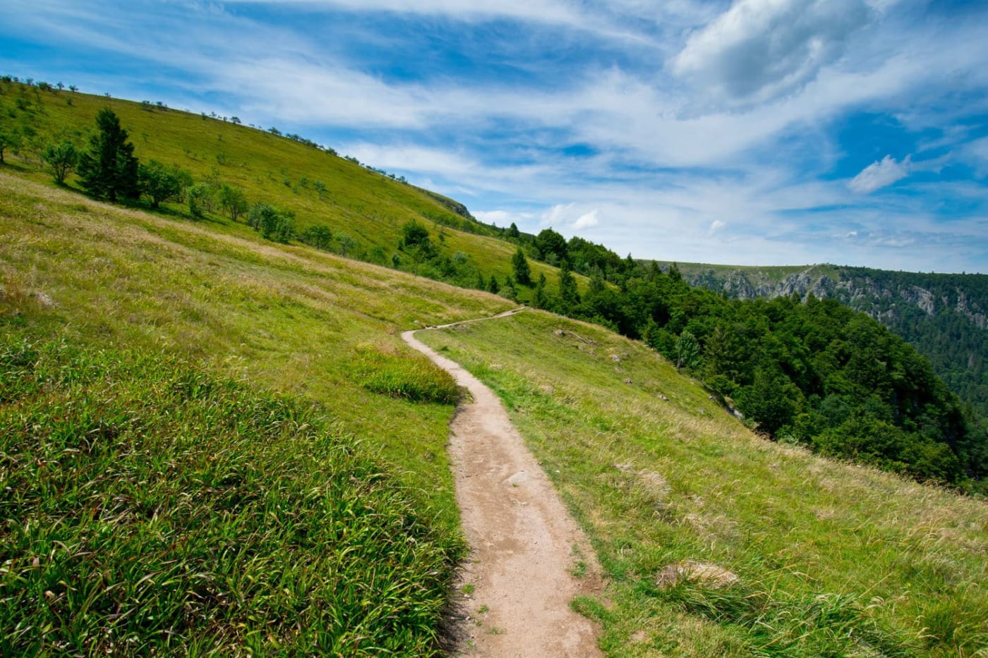 Une pelouse alpine dans les Vosges, près du sentier des Roches