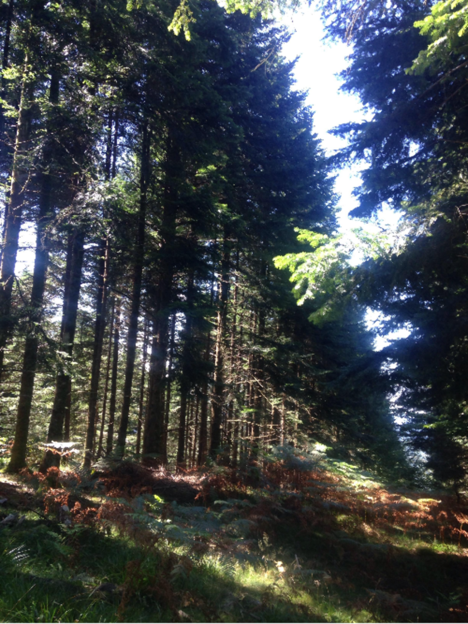 Randonnée Le Bosc - Filature d'un cervidé et virée dans les forêts ariégeoises