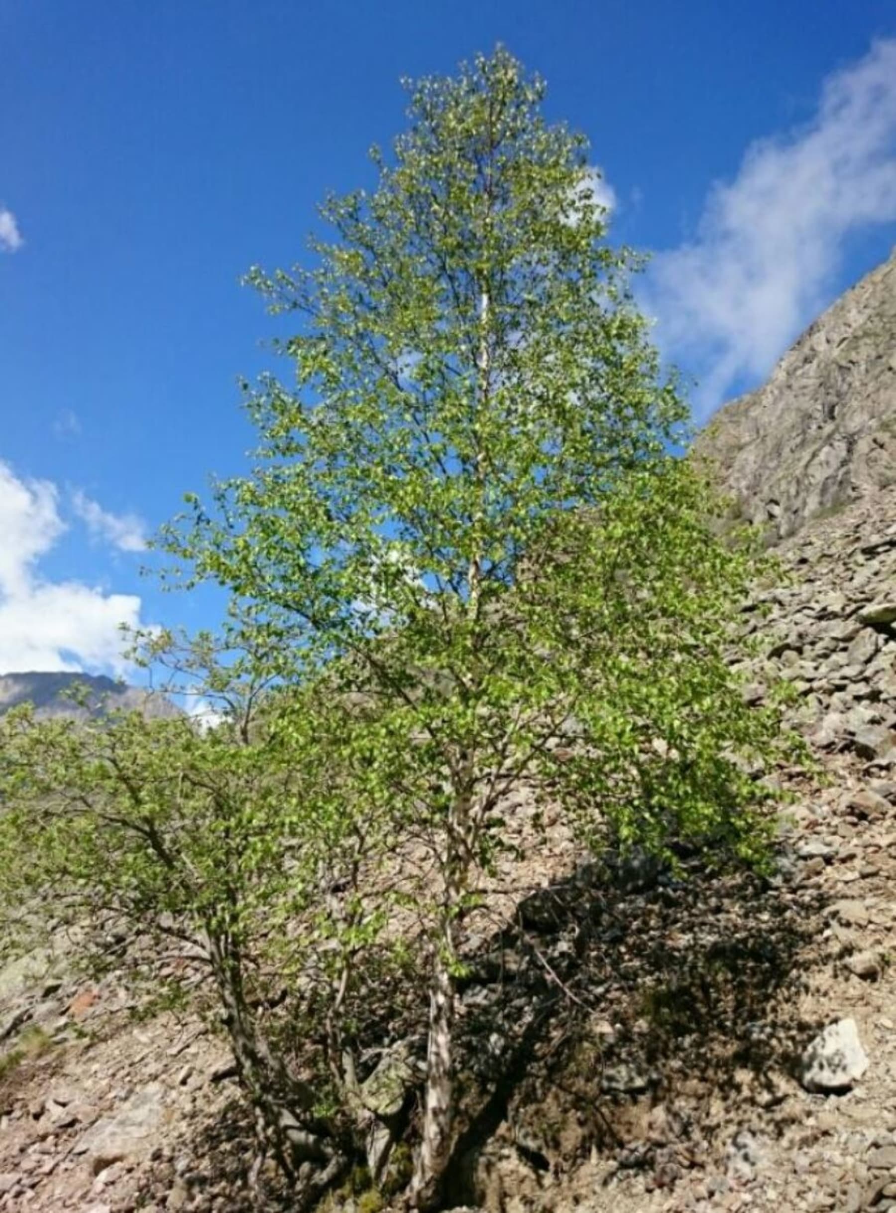 Randonnée Saint-Christophe-en-Oisans - Vallon du Diable et pause gourmande au Refuge de la Selle