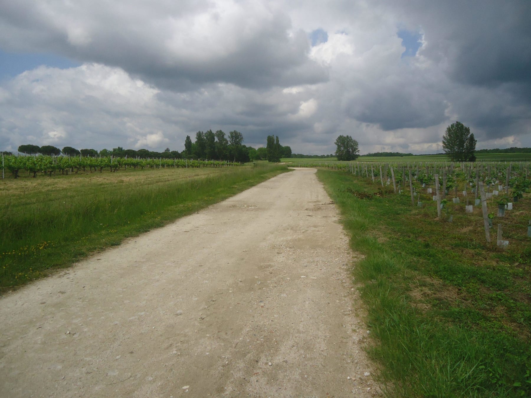 Randonnée Moulis-en-Médoc - Boucle de Moulis et insouciance dans les vignes