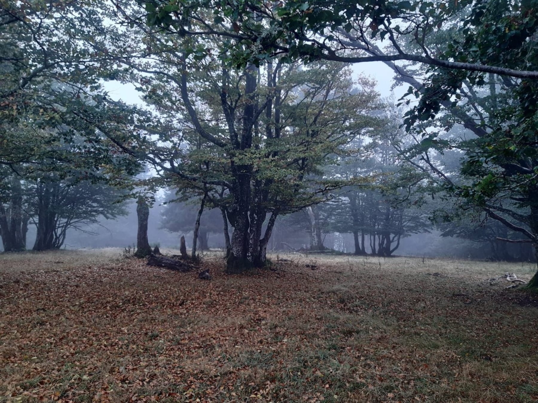 Randonnée Vescemont - Boucle de la roche Renard et la beauté de sa forêt vosgienne