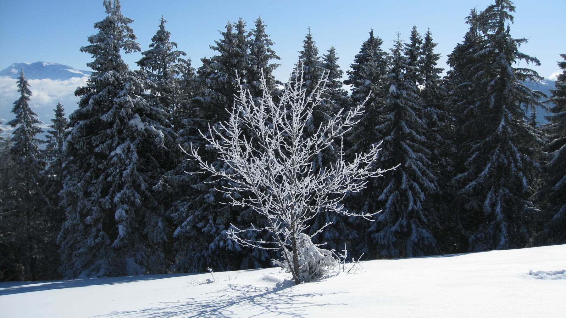 Randonnée Engins - Rando raquette à la Dent du Loup et flore cristallisée