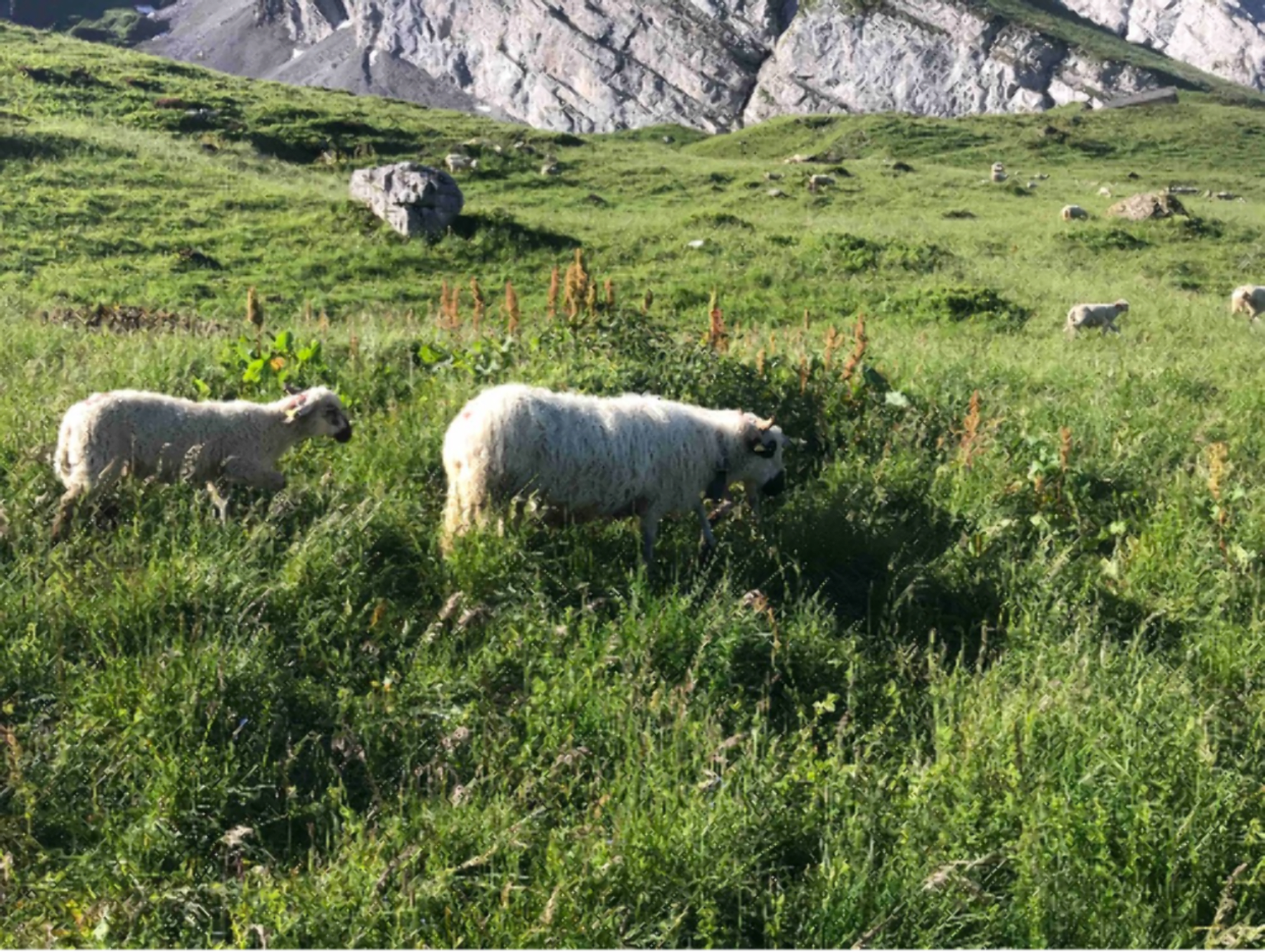 Randonnée La Clusaz - Ambrevetta par le lac du Tardevant et flore multicolore