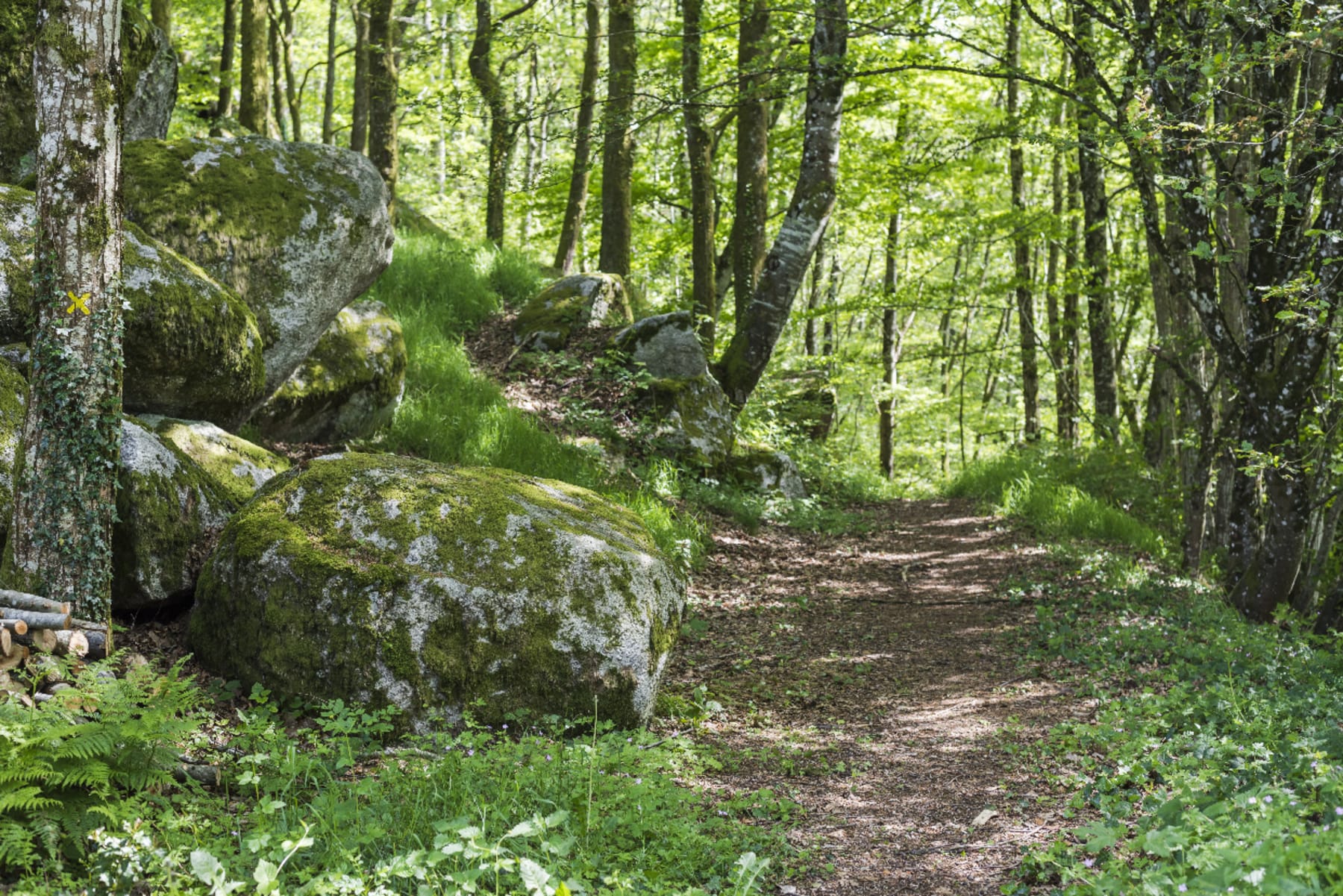 Randonnée Mhère - Chapelle du Banquet et bois craquants du Morvan