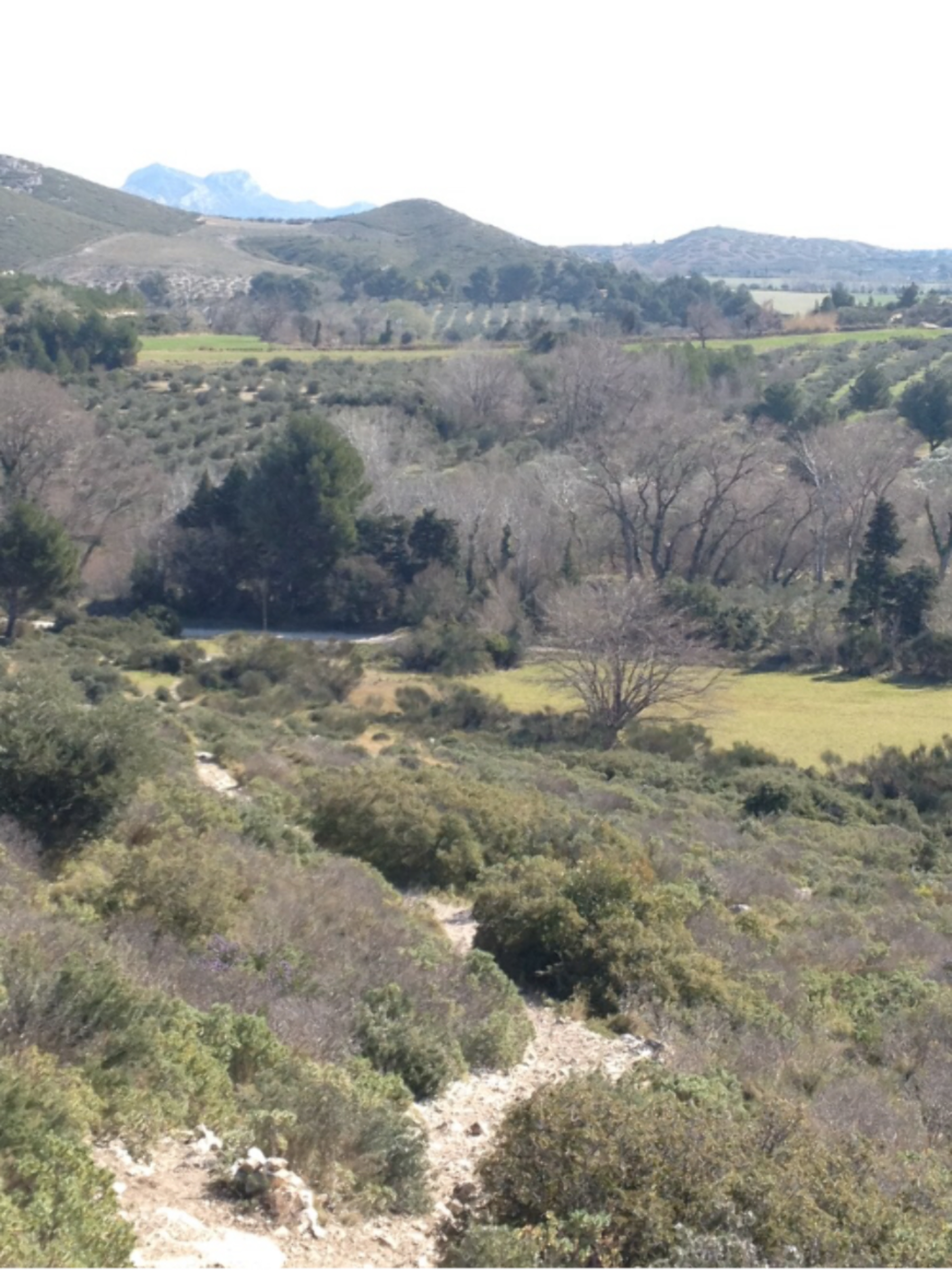 Randonnée Mouriès - Massif des Alpilles et ses oliviers ancestraux