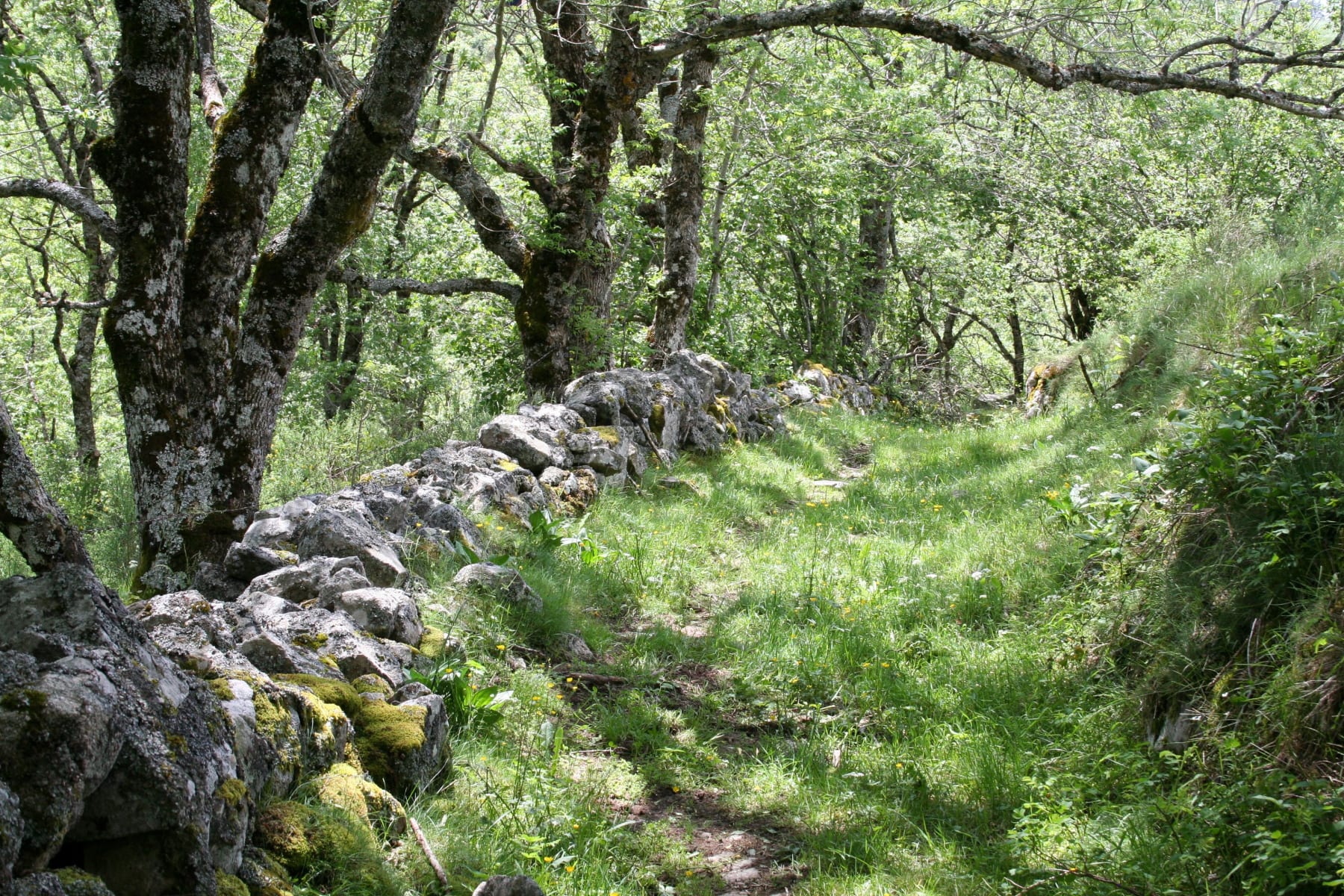 Randonnée Sainte-Croix-Vallée-Française - Sur les hauteurs Saint-Croix et beauté des Cevennes