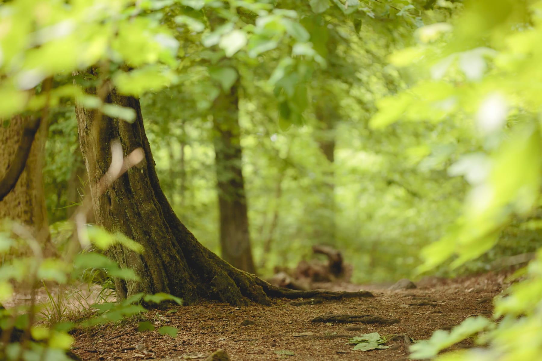 Randonnée La Ferté-Vidame - Tour des bois de la Ferté-Vidame et fantômes du passé