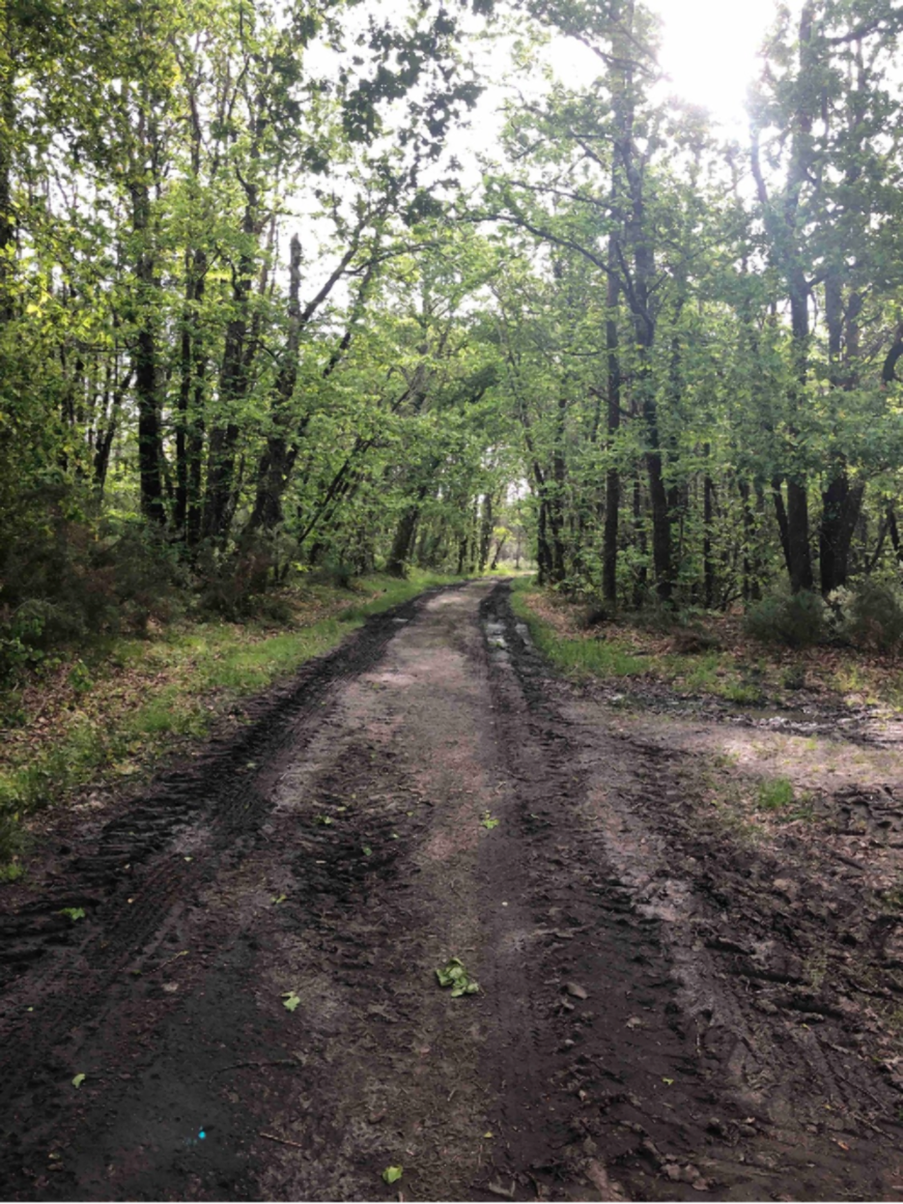 Randonnée Saint-Yzan-de-Soudiac - Boucle des Barrauds, une virée plutôt Gironde