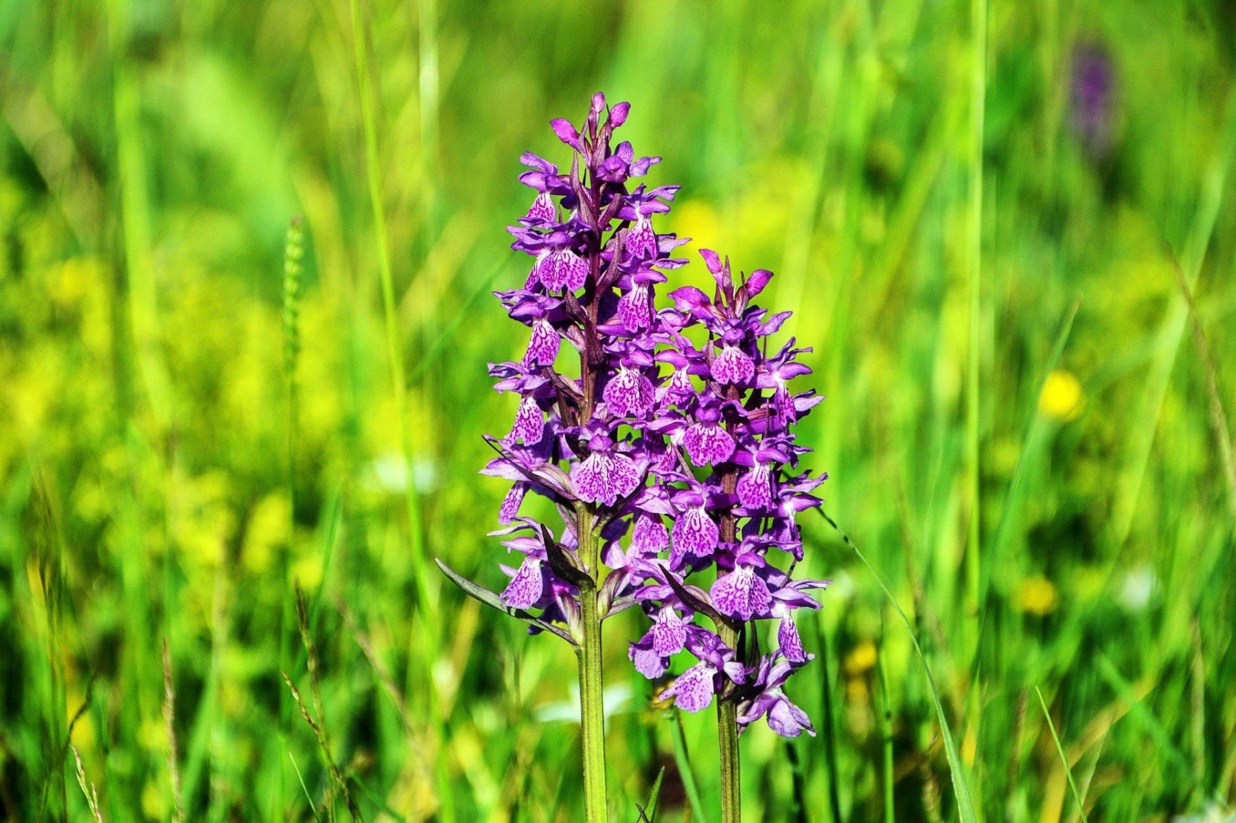 Randonnée Sepx - Spex et la beauté des orchidées des Pyrénées