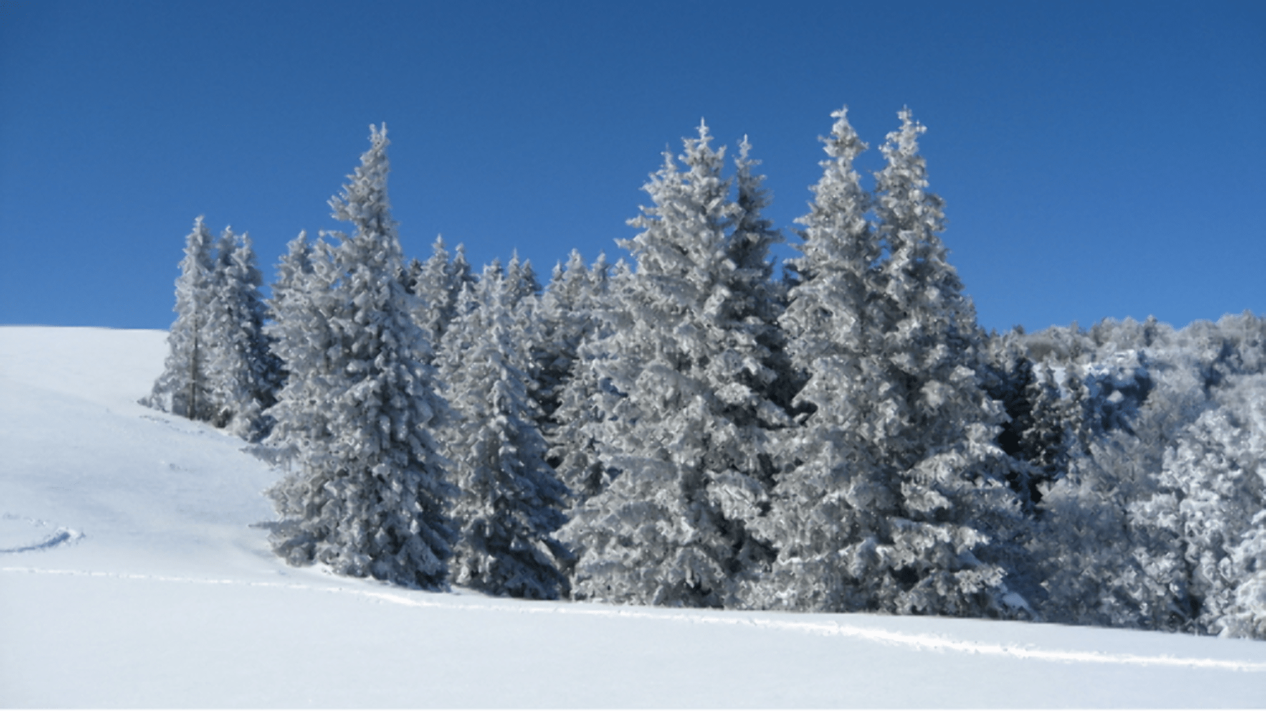 Randonnée Engins - Rando raquette à la Dent du Loup et flore cristallisée