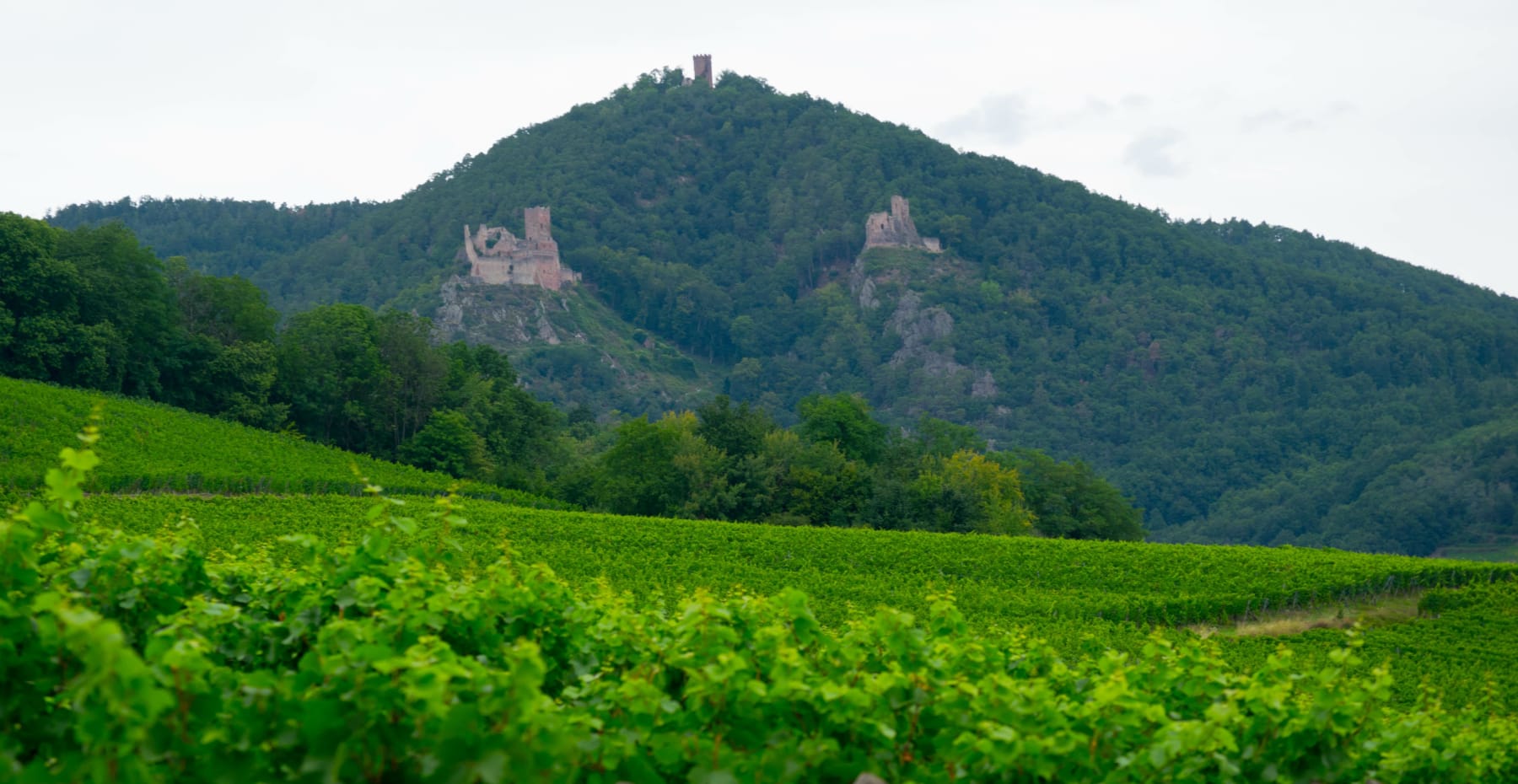 Randonnée Ribeauvillé - Oyez, oyez, sacrée excursion à Ribeauvillé et ses trois châteaux