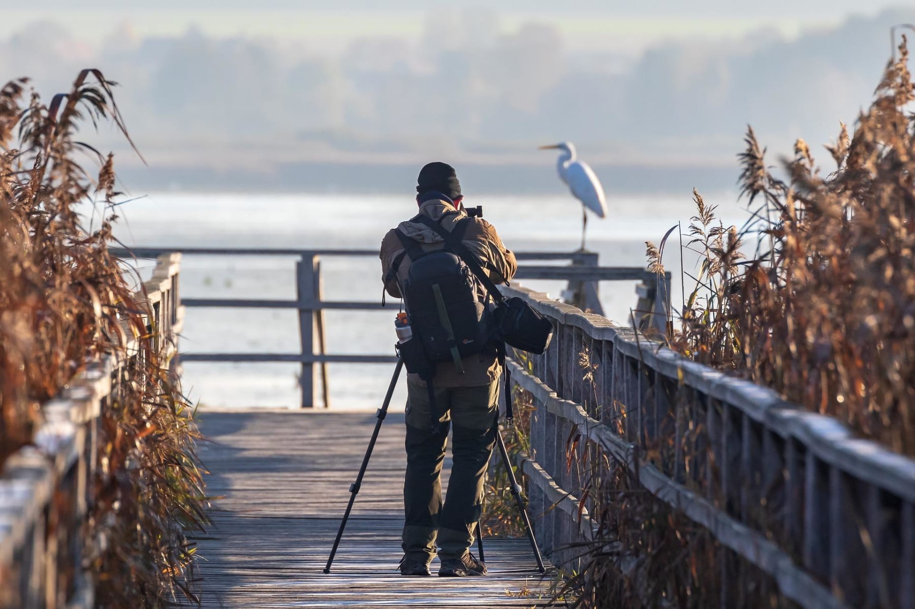 Randonnée Le Teich - Réserve ornithologique du Teich et nature d’exception