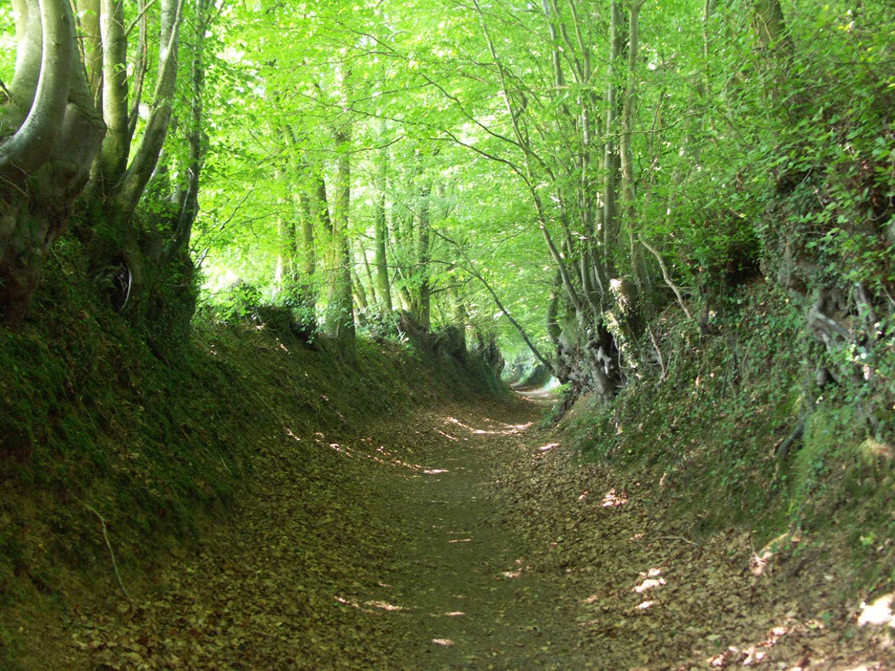 Randonnée Vire Normandie (Truttemer-le-Grand) - Micro-aventure à Truttemer-le-Grand et nature complice