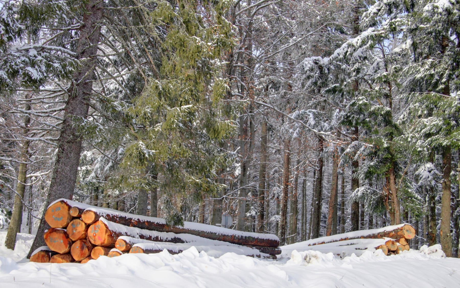 Randonnée Villard-de-Lans - De Bois Barbu au Goutarou via Valchevrière