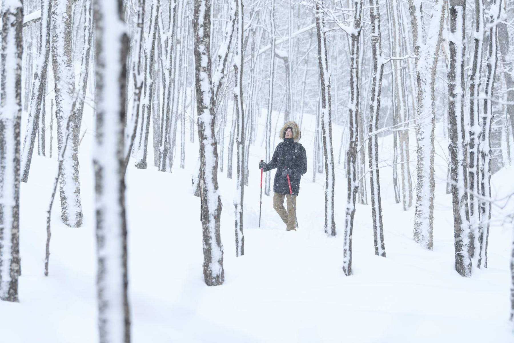 Randonnée Villard-de-Lans - Virée enneigée dans le Bois Barbu via Malaterre