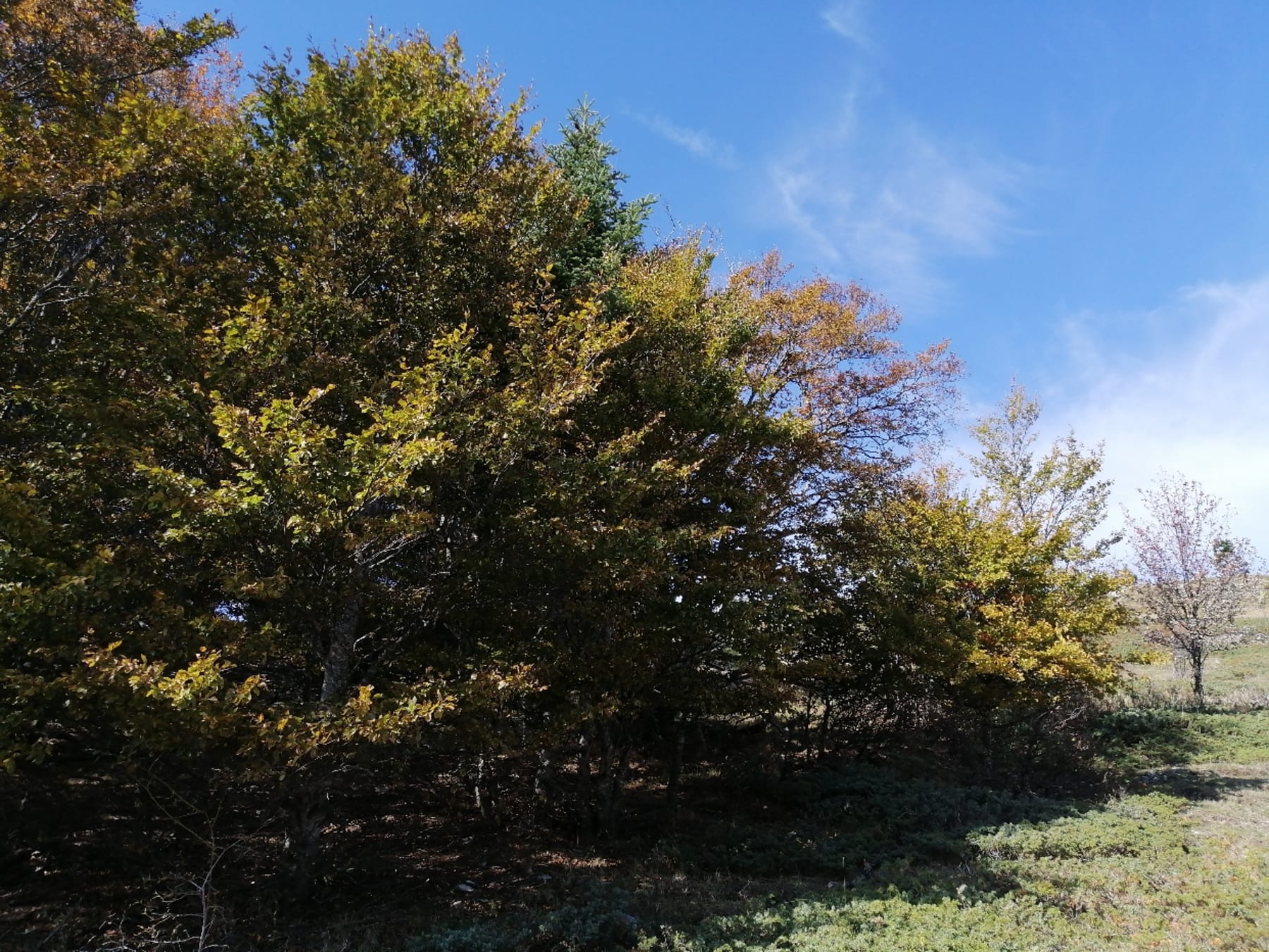 Randonnée Saint-Étienne-les-Orgues - Montagne de Lure et cueillette sauvage