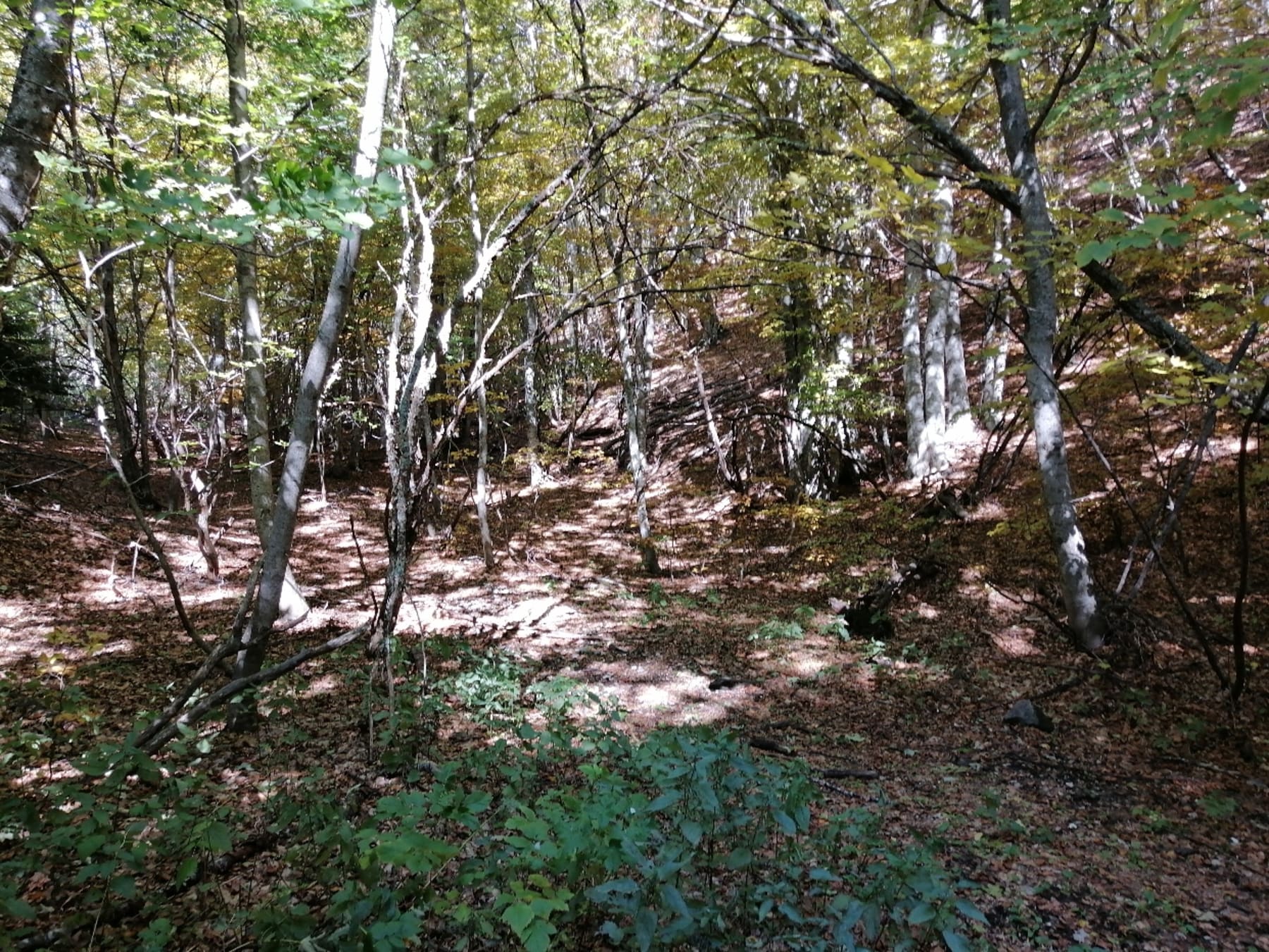 Randonnée Saint-Étienne-les-Orgues - Montagne de Lure et cueillette sauvage