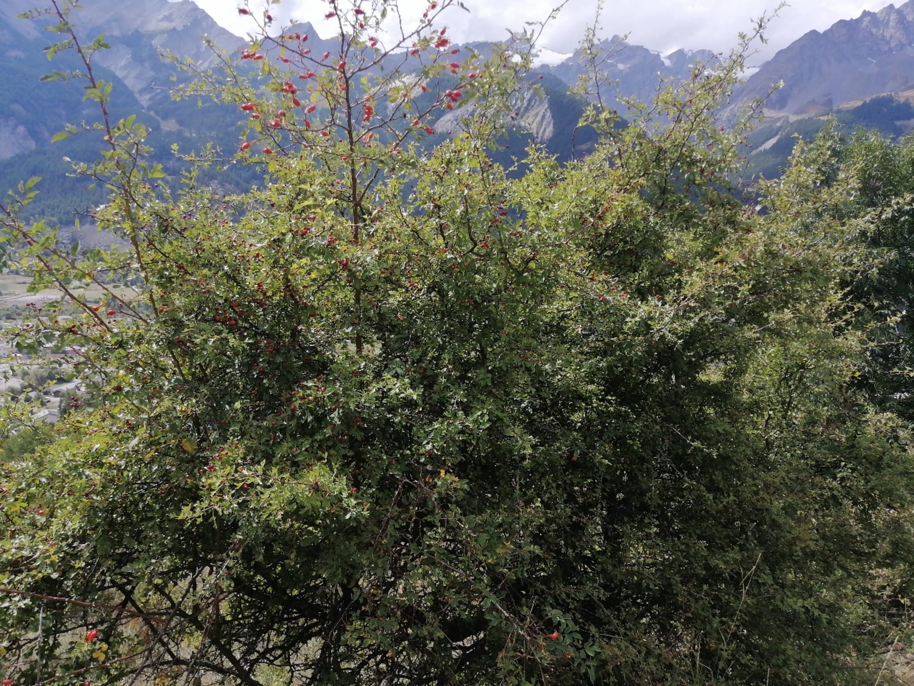 Randonnée Le Monêtier-les-Bains - Cime des Conchiers et immersion en eaux chaudes