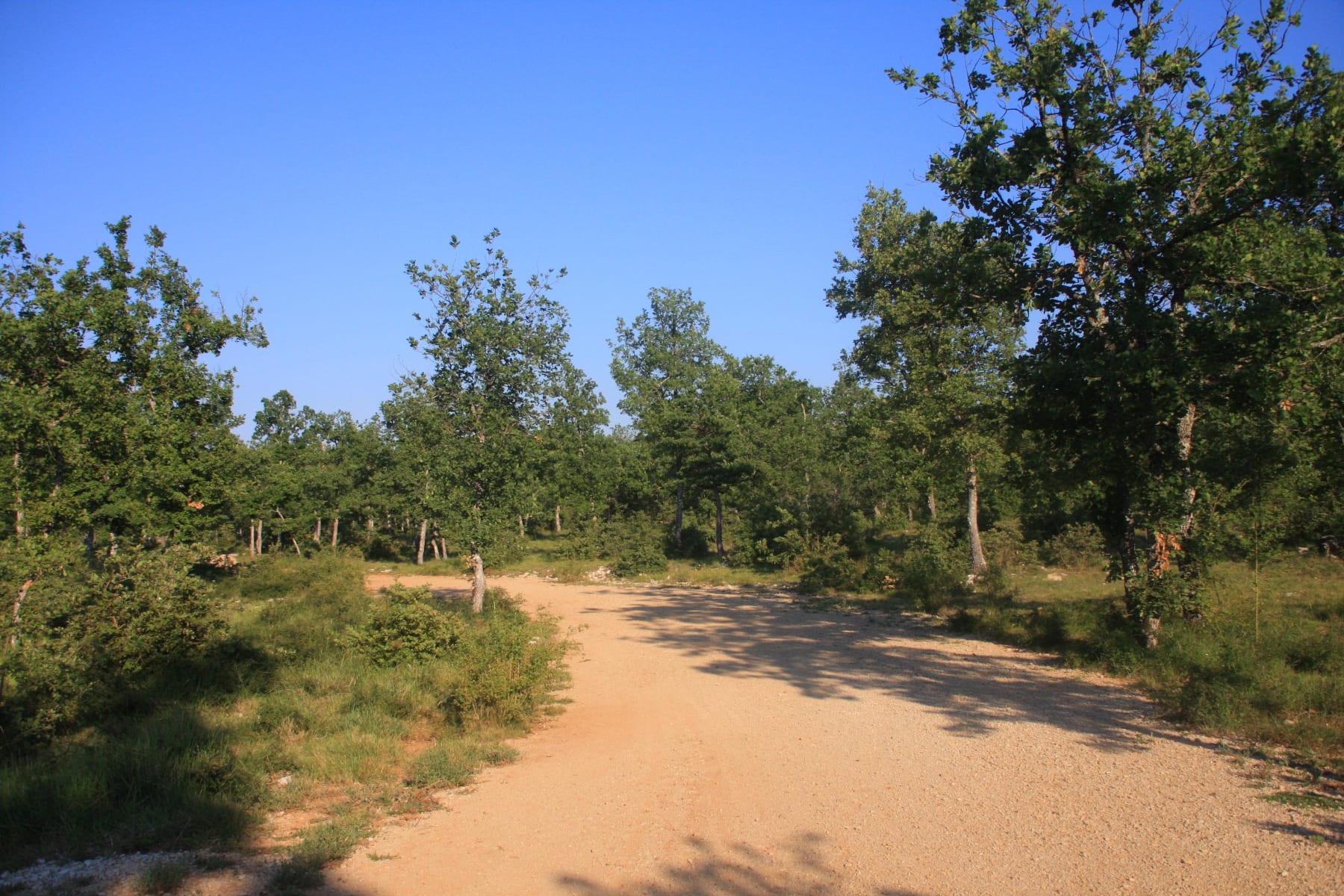 Randonnée Montauroux - Callian : balade charmante au cœur du bois du Défens