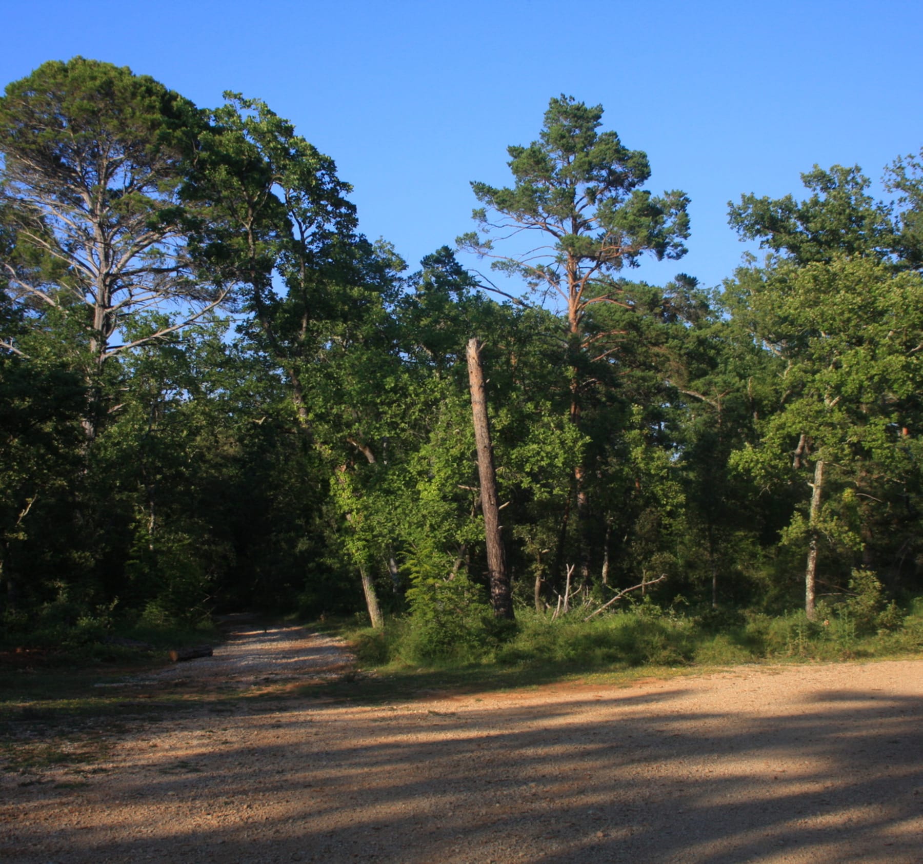 Randonnée Montauroux - Callian : balade charmante au cœur du bois du Défens