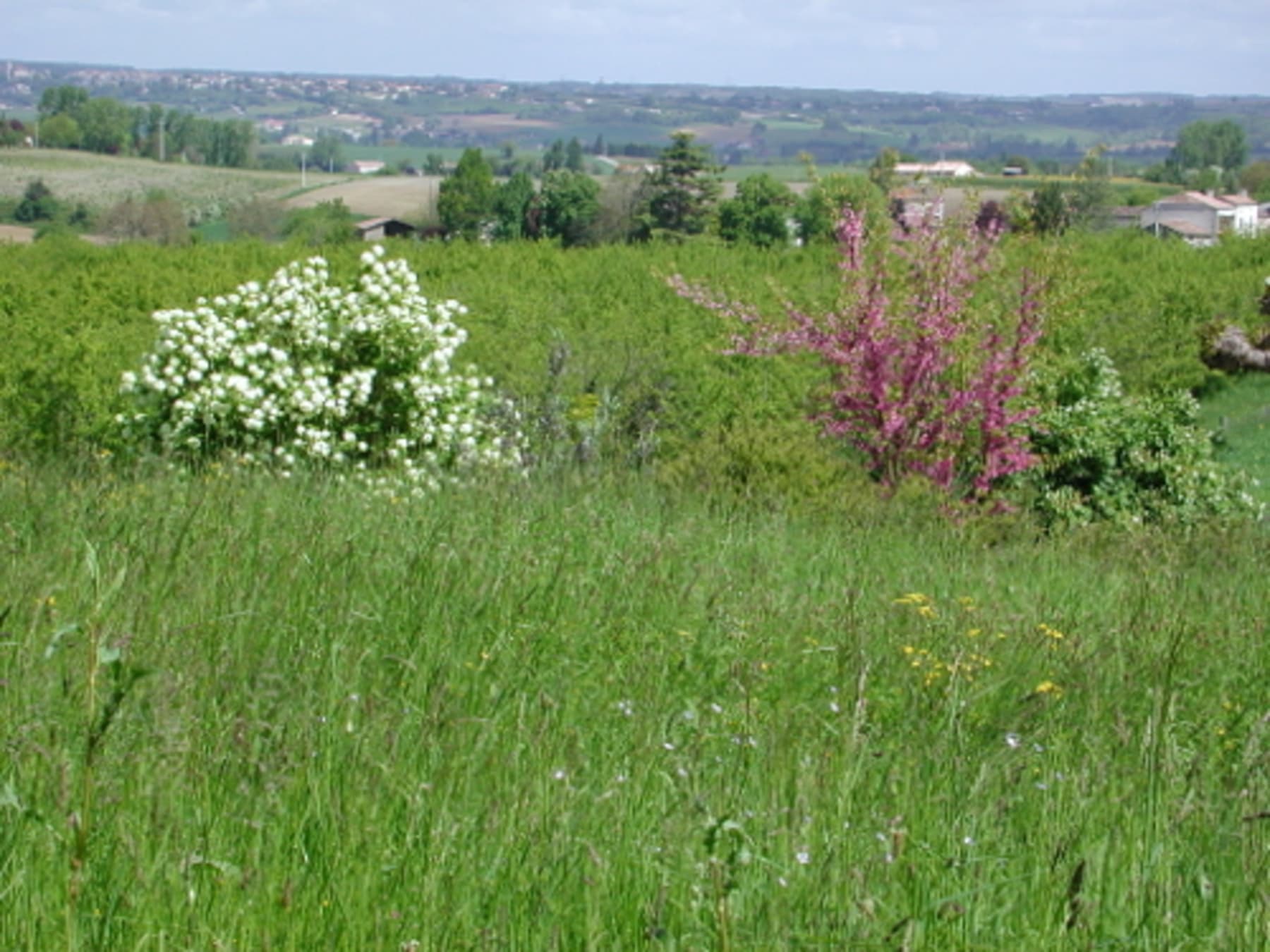 Randonnée Lévignac-de-Guyenne - Lévignac-de-Guyenne, la balade de la bastide